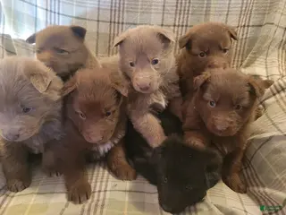 German Shepherd dogs German Shepherd Puppy 3 - Ad 12