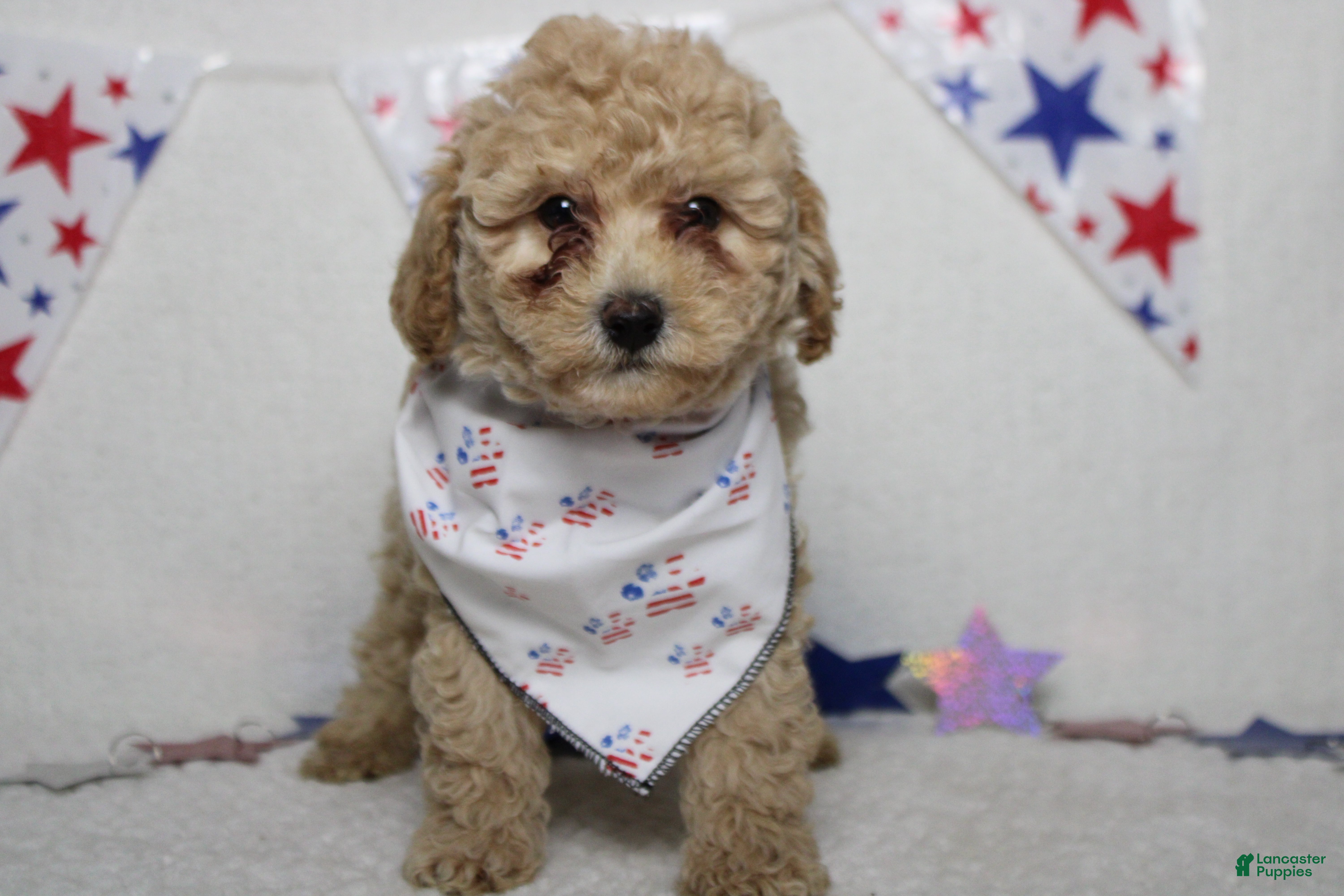 Havapoo dogs Willie  - Ad 9