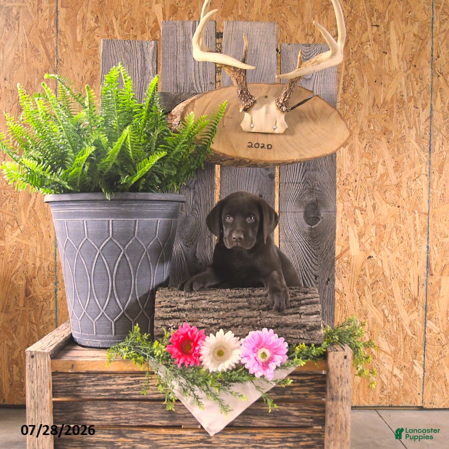 Labrador Retriever dogs Bailey - Ad 2