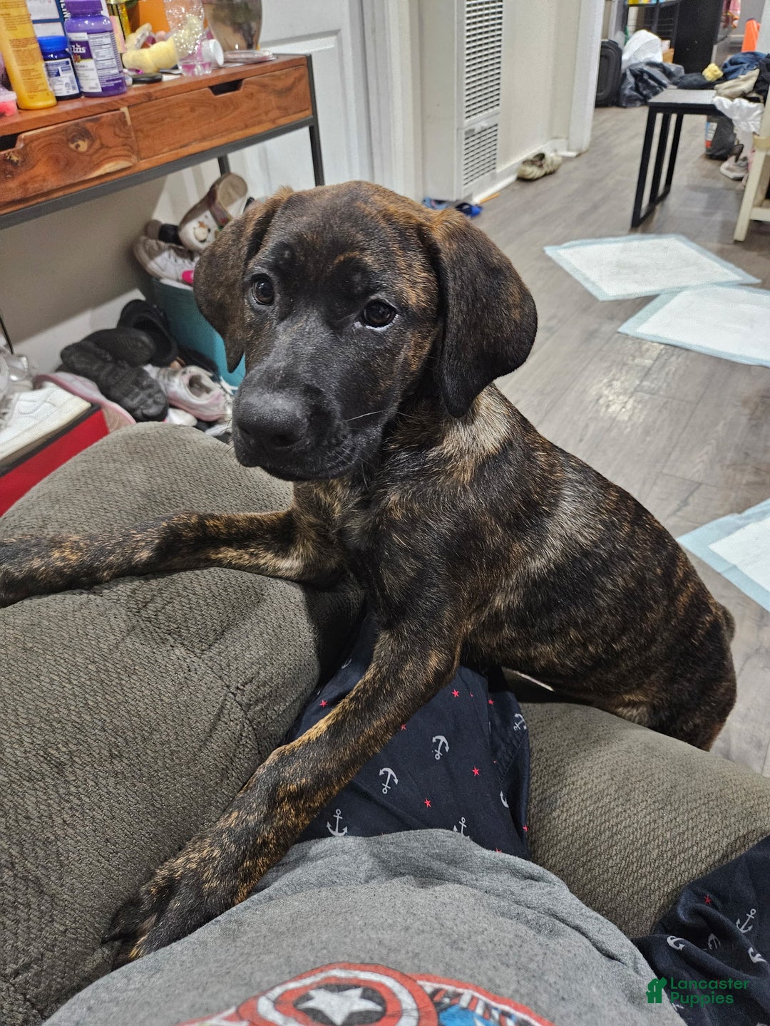 Mixed Breed dogs for sale: Mixed Breed Puppy 3 - Ad 8