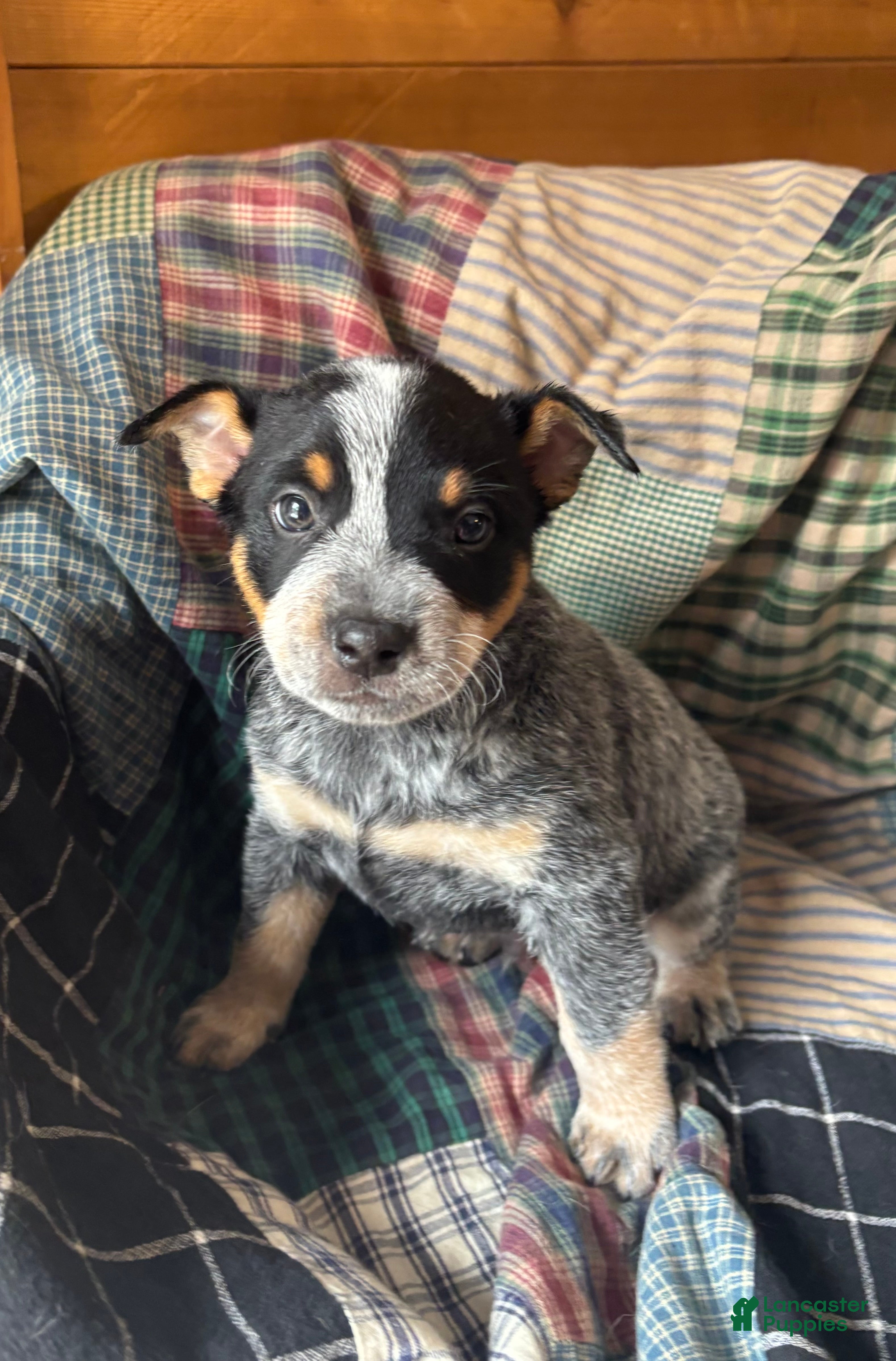 Australian Cattle Dog dogs Moe - Ad 11