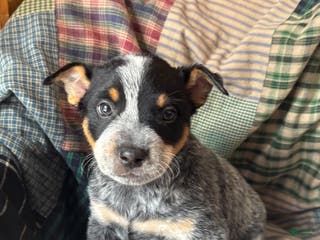 Australian Cattle Dog dogs Moe - Ad 34