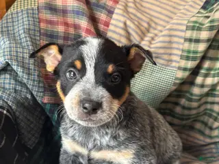 Australian Cattle Dog dogs Moe - Ad 39