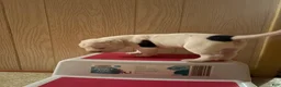 American Bulldog dogs for sale: Jinx - Ad 2
