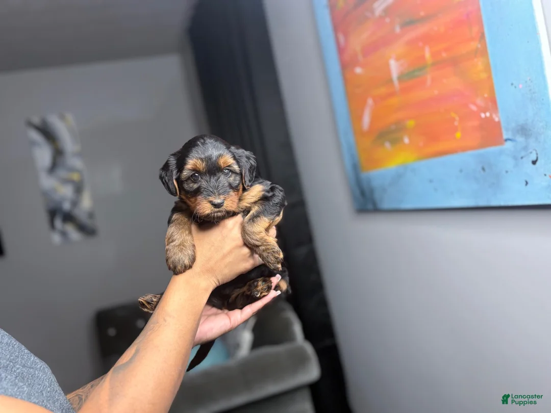 Yorkiepoo dogs for sale: Dream - Ad 1