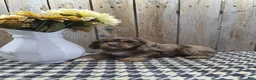 Cocker Spaniel dogs for sale: Lady - Ad 8