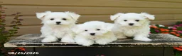 Maltese dogs for sale: Carter - Ad 5