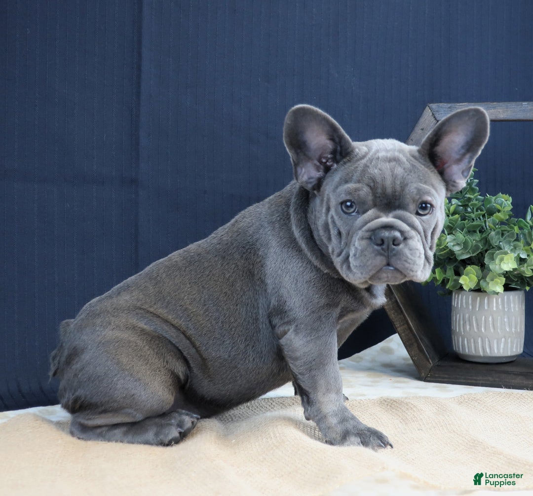 French Bulldog dogs for sale: Milli - Ad 4