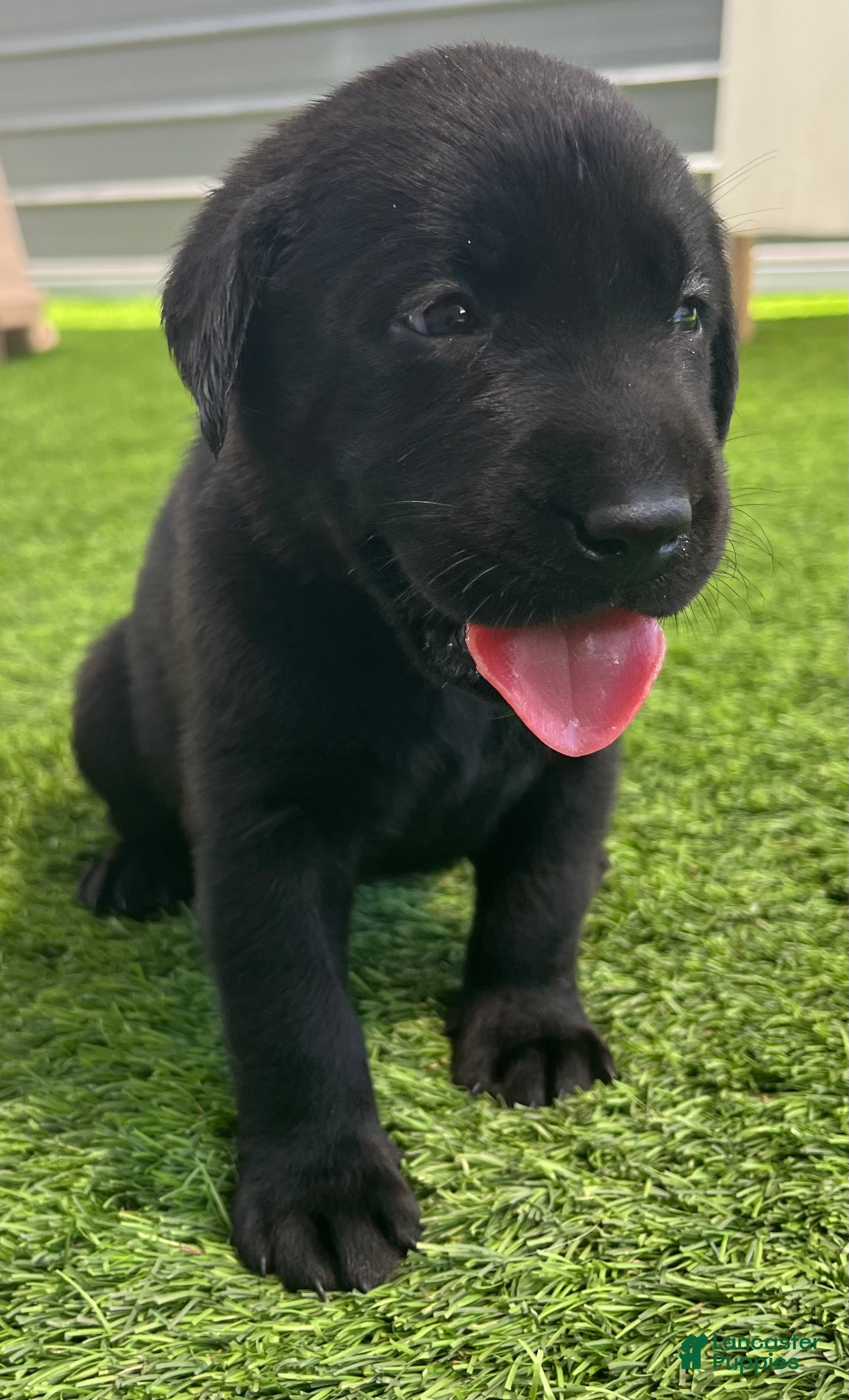 Labrador Retriever dogs for sale: Pretzel Blk Female - Ad 2
