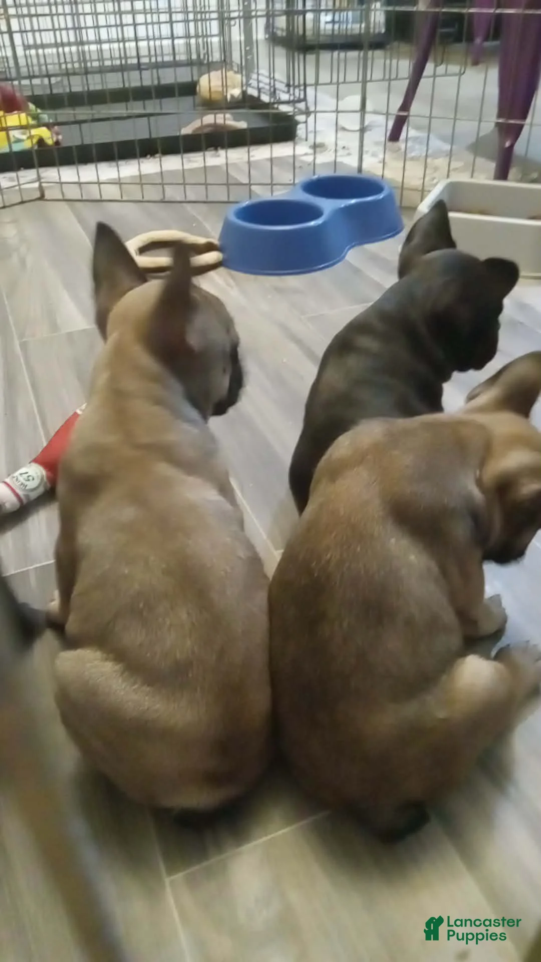 French Bulldog dogs for sale: Potato - Ad 2
