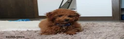 Toy Poodle dogs for sale: Patrick - Ad 14