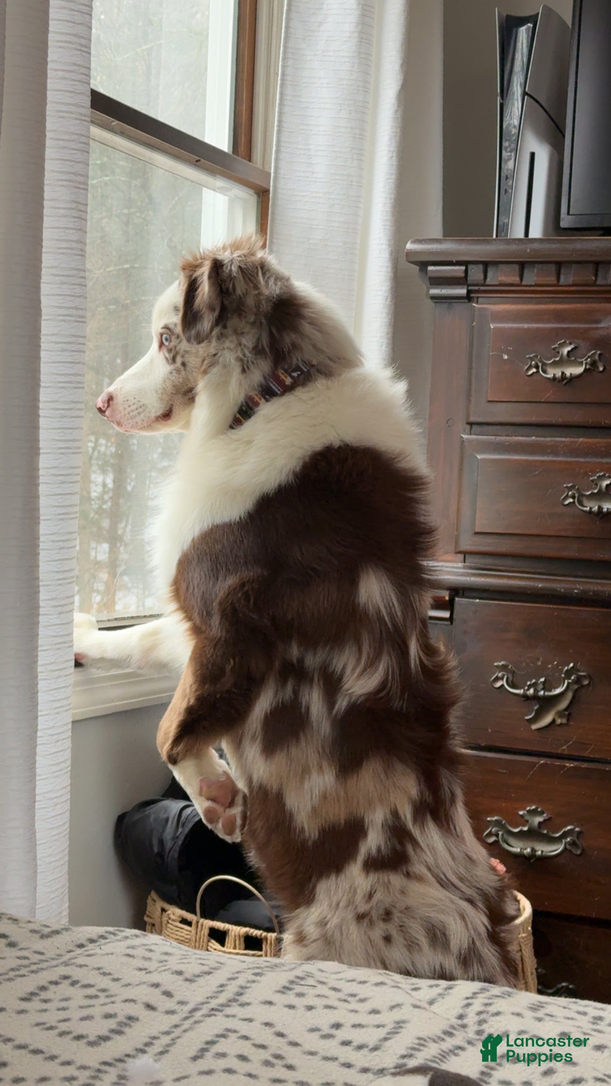 Australian Shepherd dogs Goose  - Ad 3