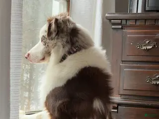Australian Shepherd dogs Goose - Ad 3