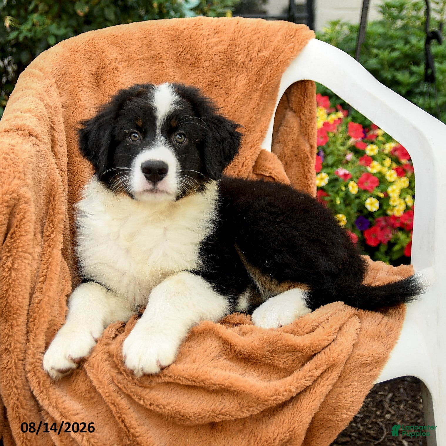 Australian Shepherd dogs Mason - Ad 1