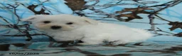 Maltese dogs for sale: Pickles - Ad 3