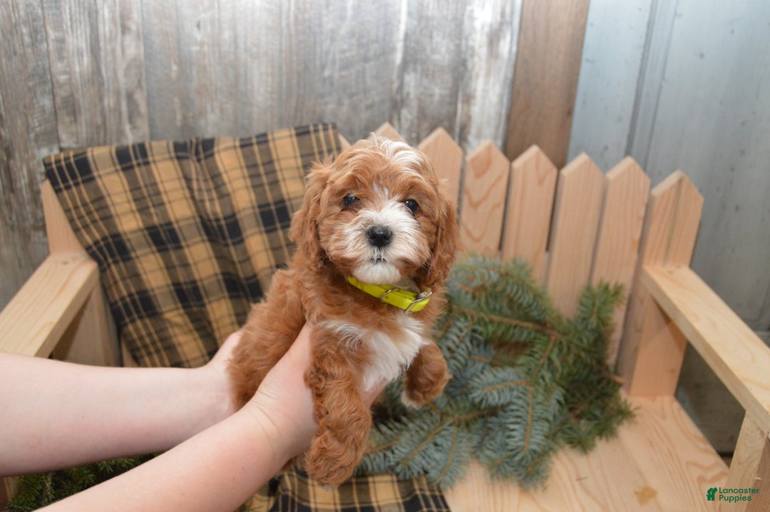 Cavapoo dogs for sale: Kade - Ad 4