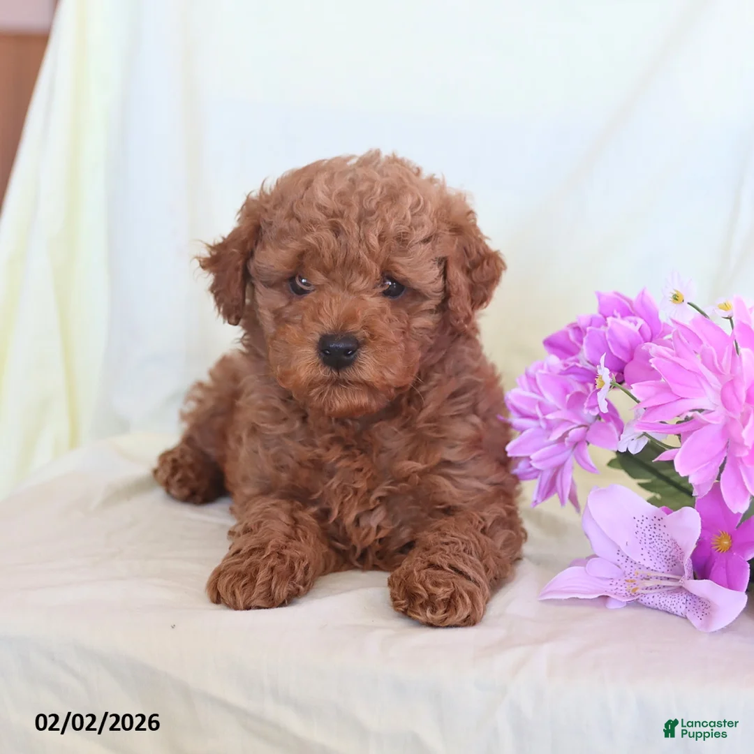 Toy Poodle dogs for sale: Oliver - Ad 4