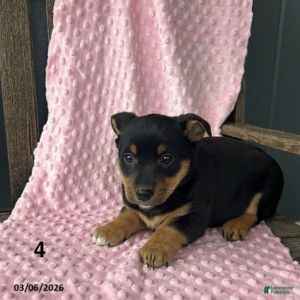 Mixed Breed dogs Rose  - Ad 1