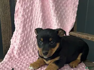 Mixed Breed dogs for sale: Rose - Ad 4