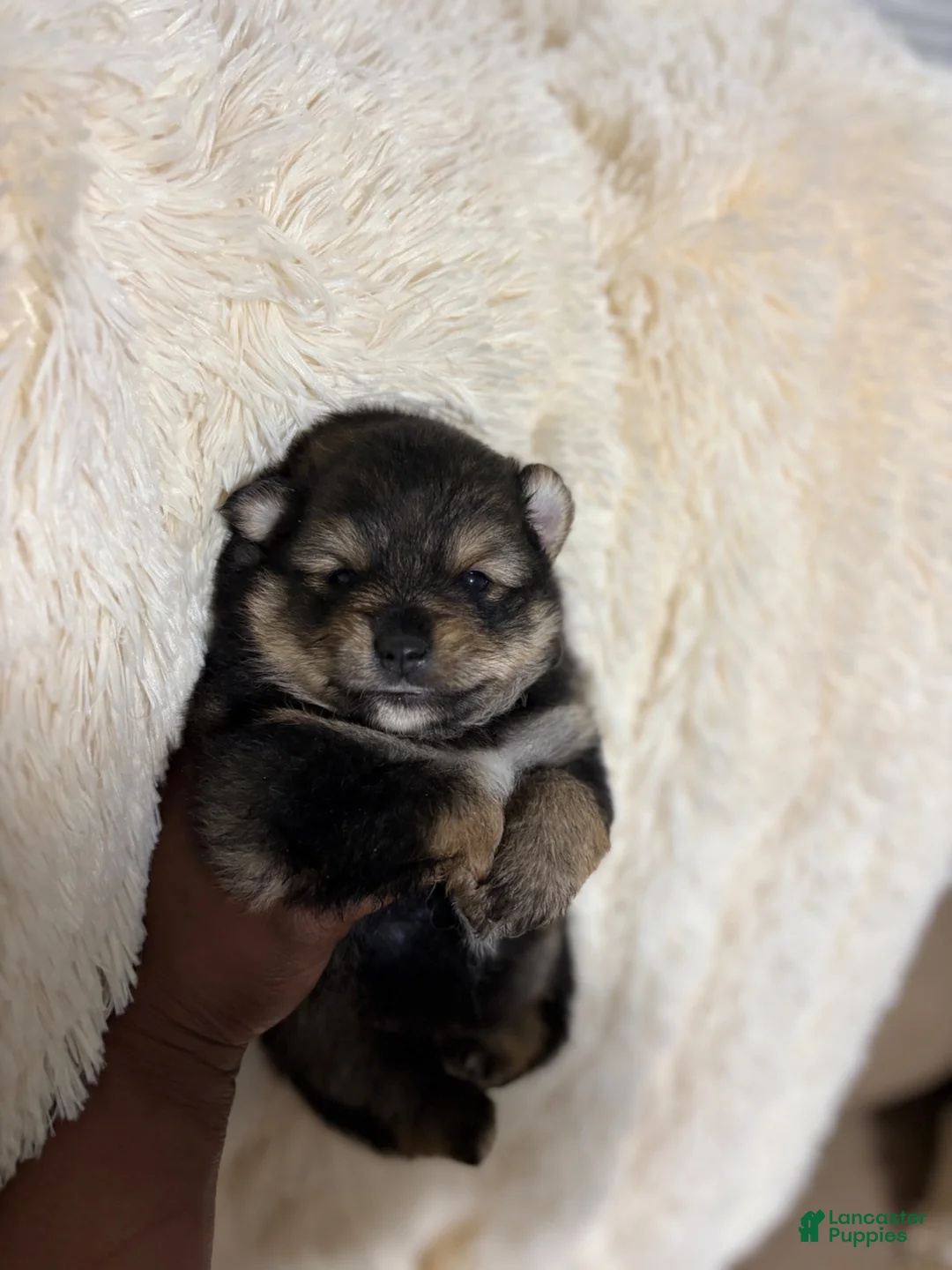 Pomeranian dogs for sale: Pomeranian 3 - Ad 2