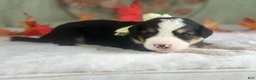 Bernedoodle dogs for sale: Irwin - Ad 4
