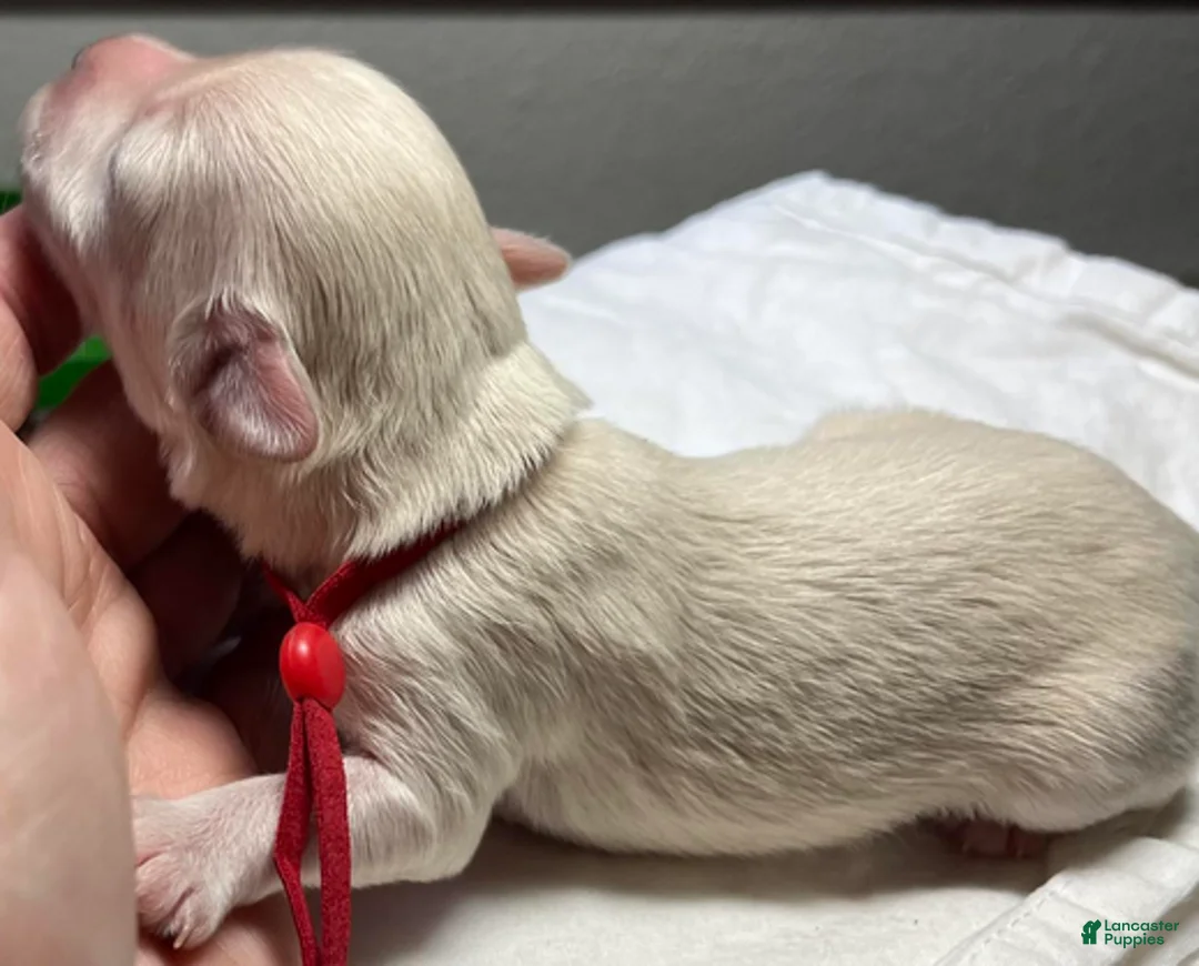 Miniature Schnauzer dogs for sale: Stevie (red collar) - Ad 15