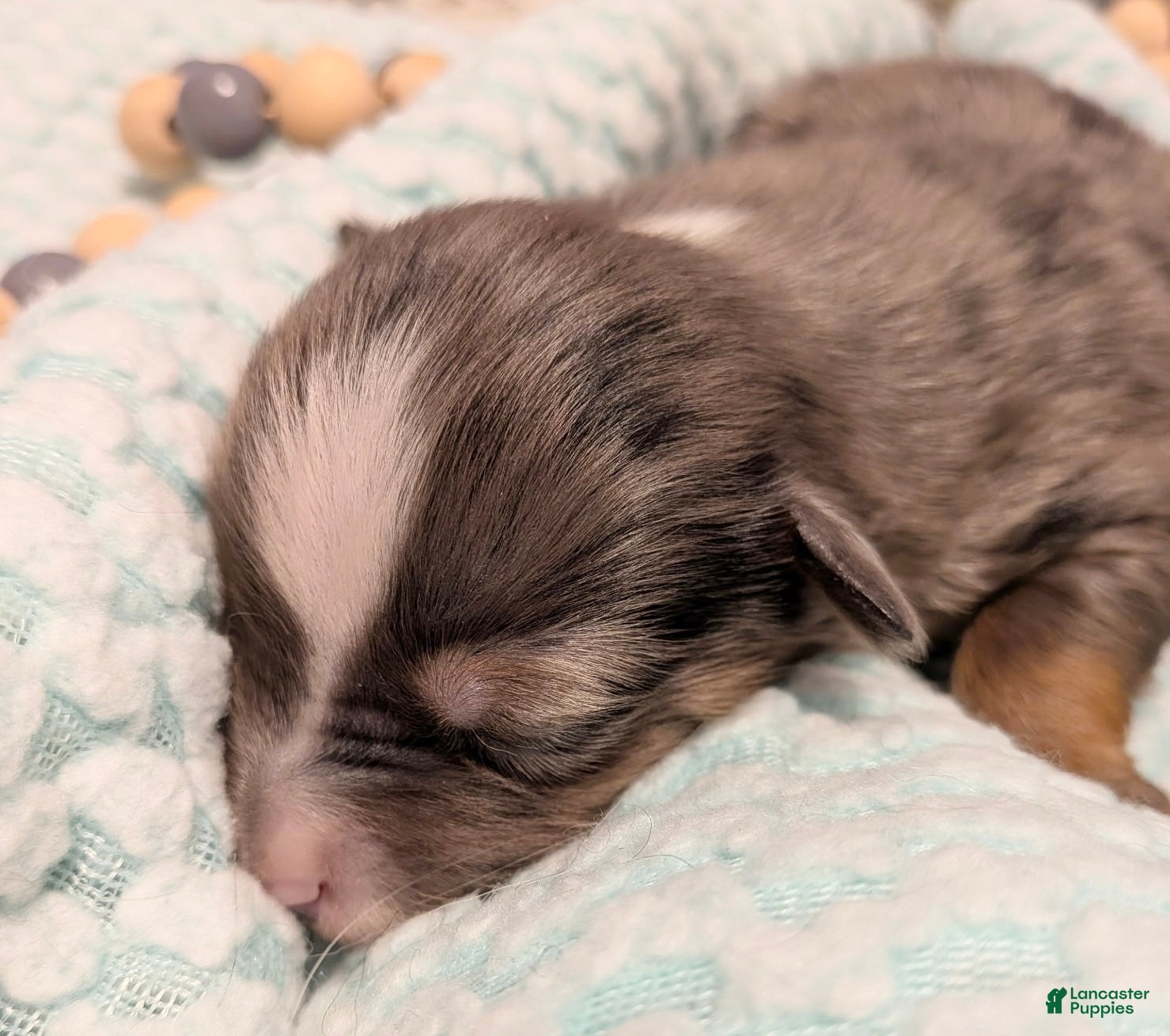 Toy Australian Shepherd dogs for sale: Toy Australian Shepherd 1 - Ad 2