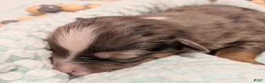 Toy Australian Shepherd 1