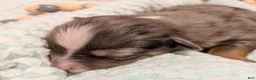 Toy Australian Shepherd dogs for sale: Toy Australian Shepherd 1 - Ad 1