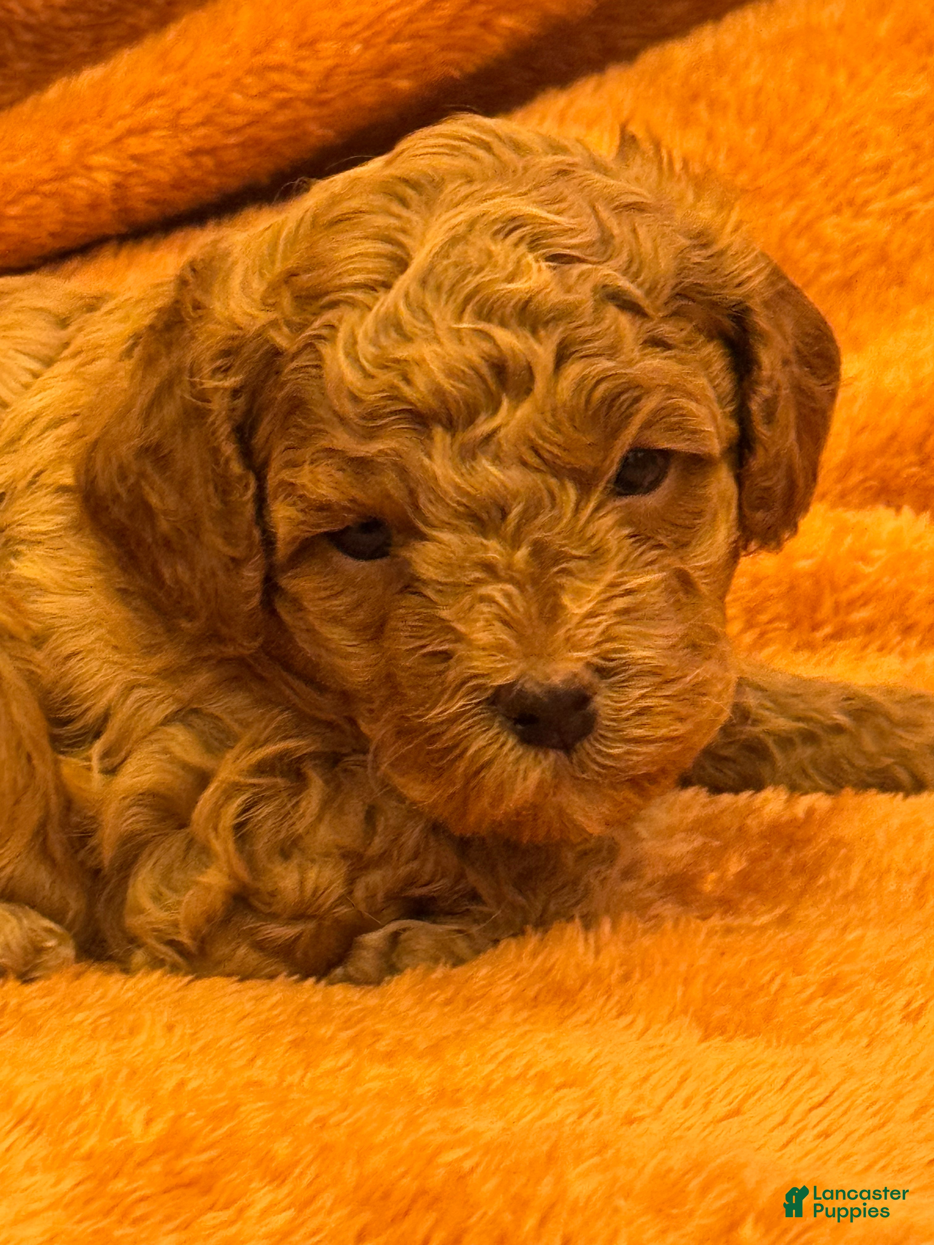 Shihpoo dogs for sale: Daniela - Ad 1