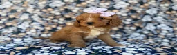 Cavapoo dogs for sale: Nessa - Ad 7
