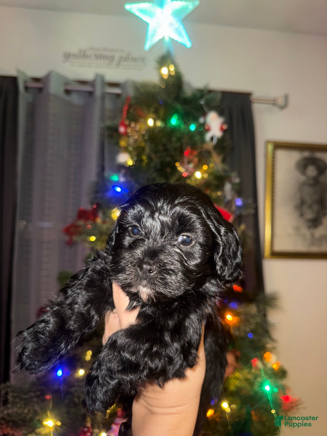 Mixed Breed dogs for sale: Oliver - Ad 3