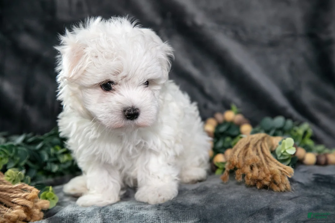Maltese dogs for sale: Anson - Ad 1