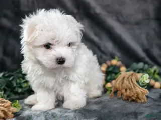 Maltese dogs for sale: Anson - Ad 1