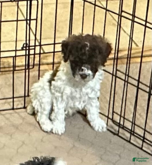 Miniature Poodle dogs Miniature Poodle Puppy 2 - Ad 32