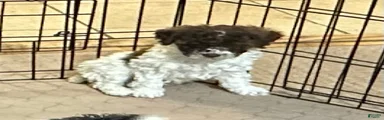 Miniature Poodle Puppy 2