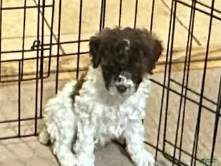 Miniature Poodle dogs Miniature Poodle Puppy 2 - Ad 32