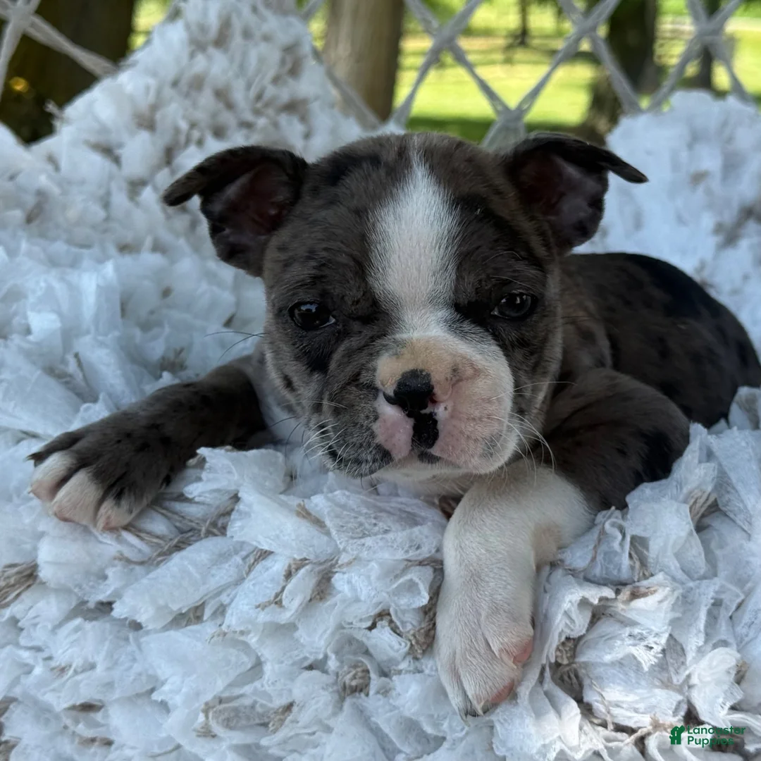 Boston Terrier dogs for sale: Macy - Ad 10
