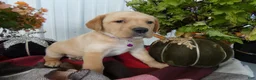 Labrador Retriever dogs for sale: Labrador Retriever 4 Sasha - Ad 2