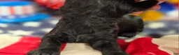 Cavapoo dogs for sale: Paisley - Ad 5