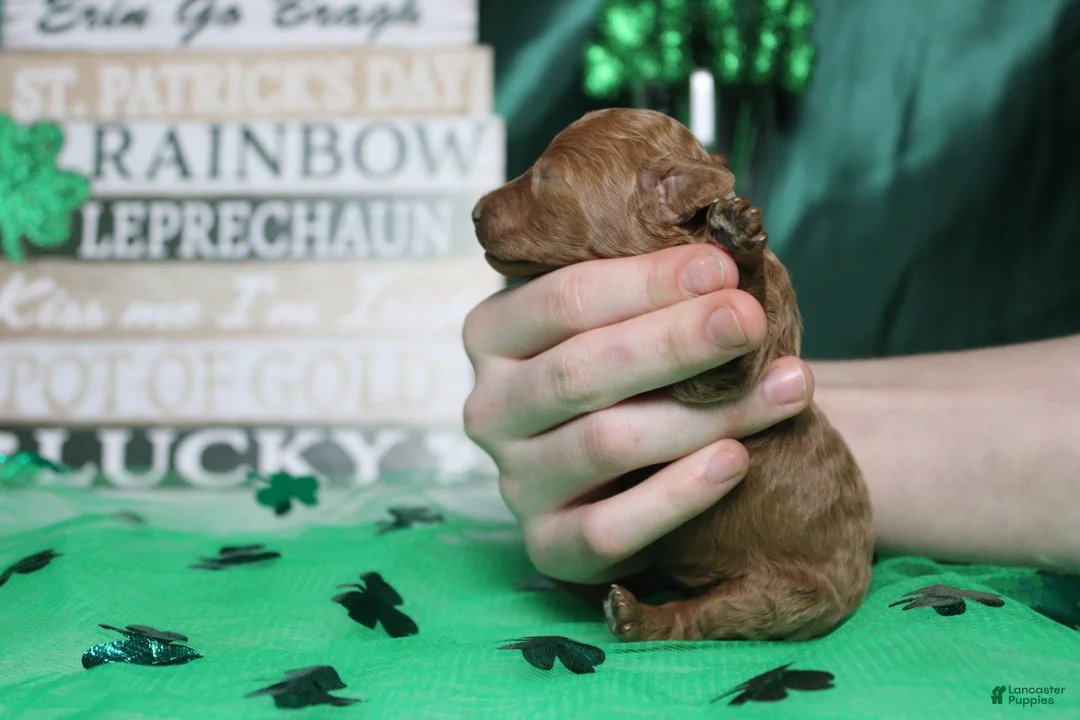 Miniature Poodle dogs for sale: De Anna - Ad 9