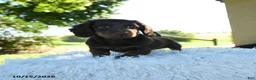 Miniature Dachshund dogs for sale: Brody - Ad 6