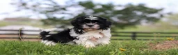 Shih Tzu dogs for sale: Jayden - Ad 1