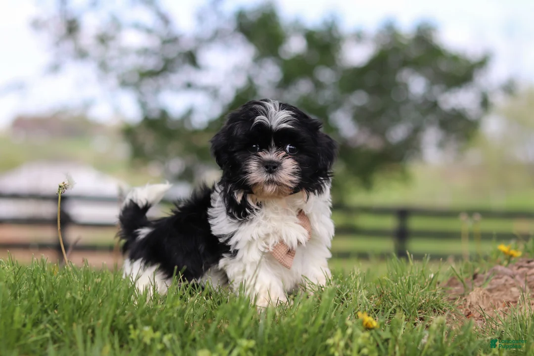 Shih Tzu dogs for sale: Jayden - Ad 1