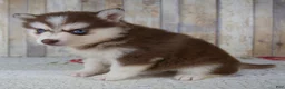 Pomsky dogs for sale: Callie - Ad 5
