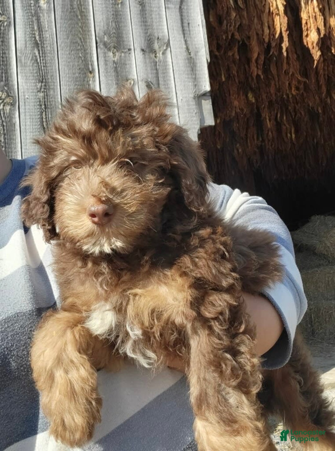 Gallery Image {{count}}