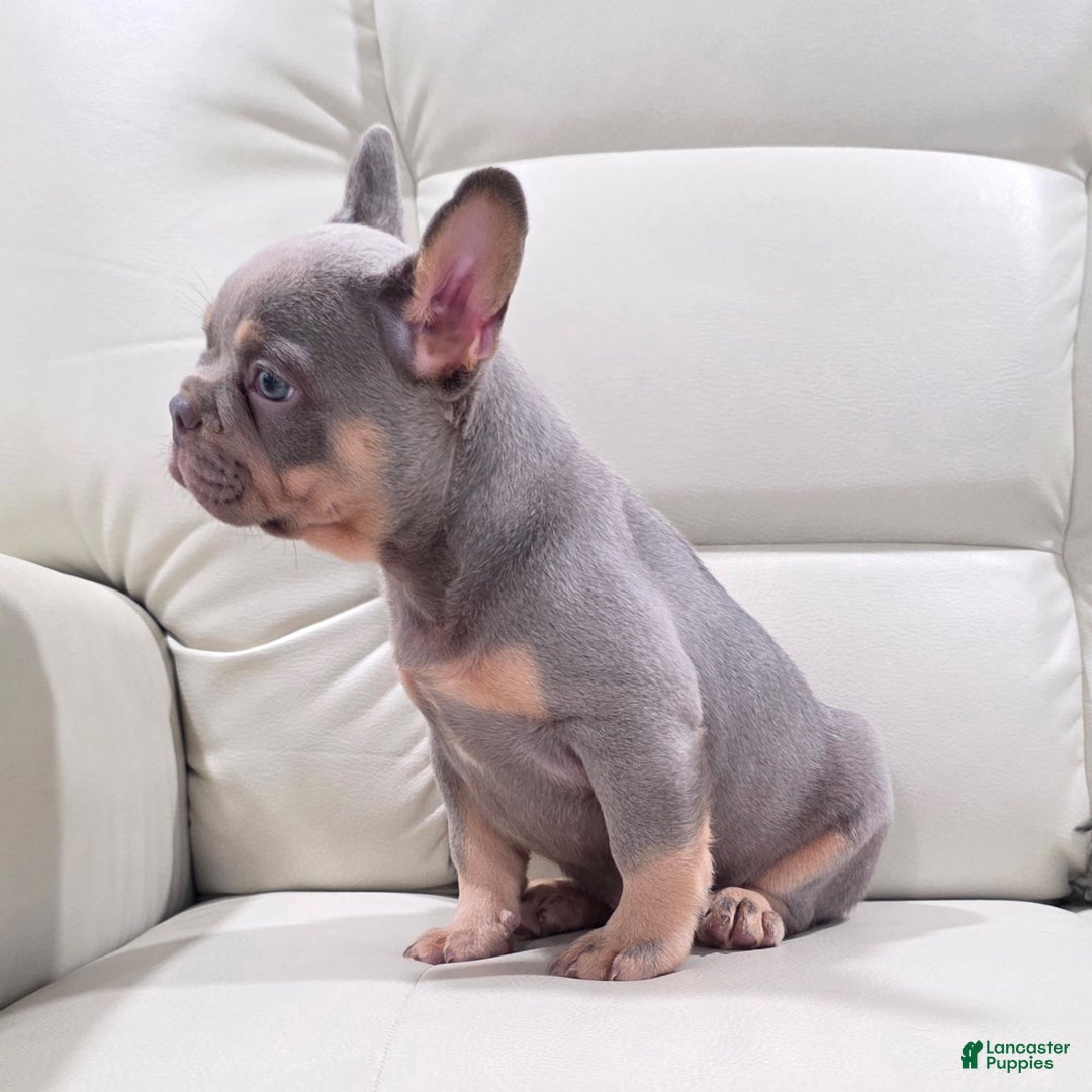 French Bulldog dogs for sale: Karl - Ad 6