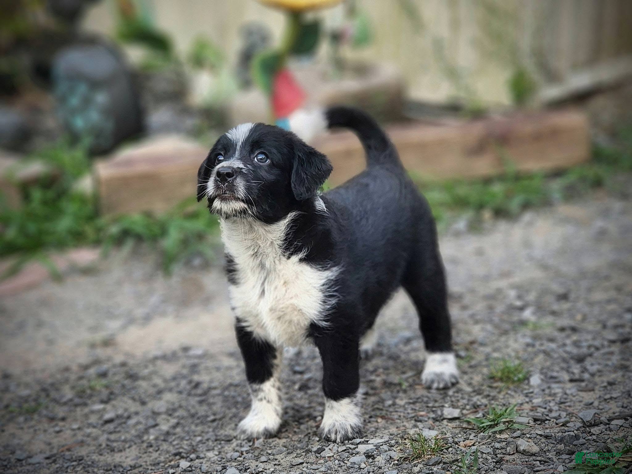 Mixed Breed dogs Harley - Ad 18