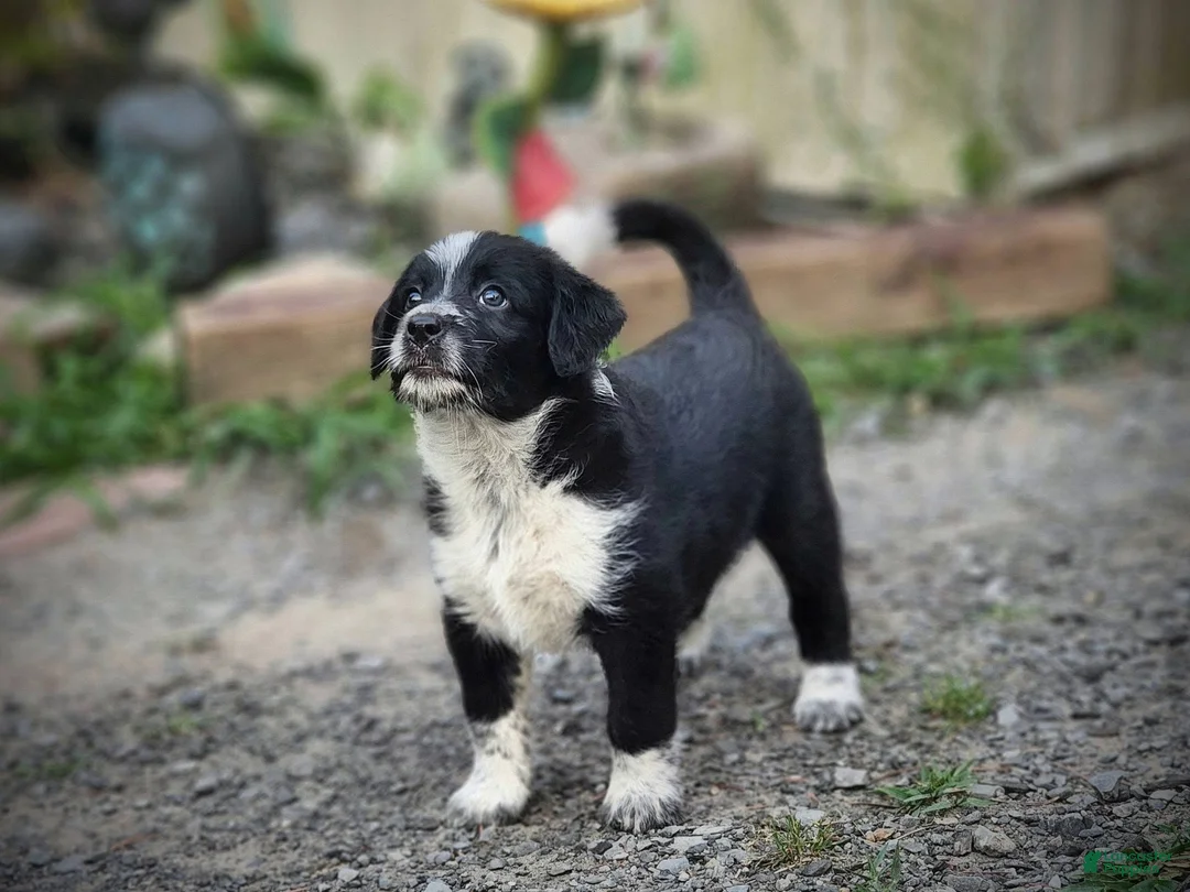 Mixed Breed dogs for sale: Harley - Ad 1