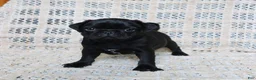 Pug dogs for sale: Bertha - Ad 4